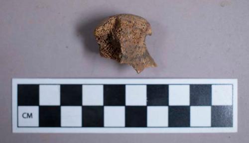 Faunal remain, gazelle bone fragments