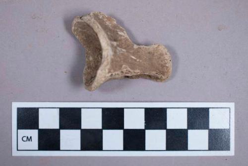 Faunal remain, gazelle vertebrae fragments