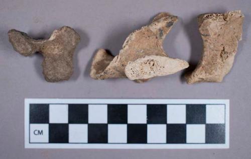 Faunal remain, gazelle bone fragments