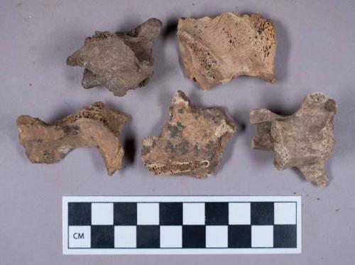 Faunal remain, gazelle vertebrae fragments