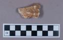 Faunal remain, gazelle (Dorcas gazella) bone fragment