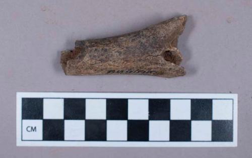 Faunal remains, gazelle antler fragment