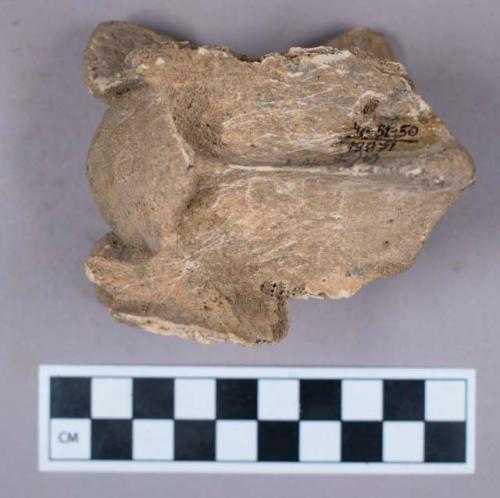 Faunal remains, vertebrae fragment