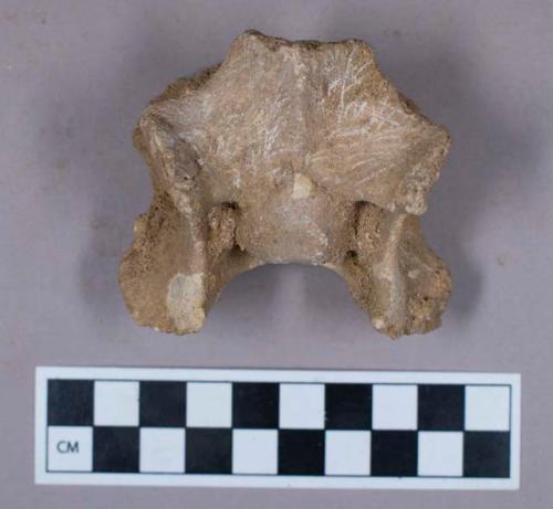 Faunal remains, vertebrae fragment