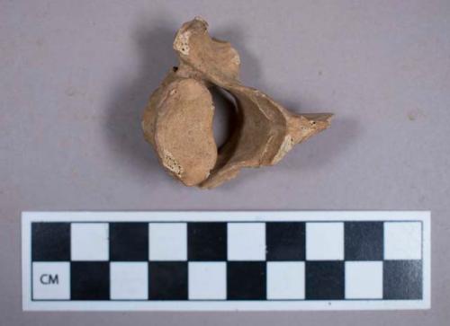 Faunal remains, vertebrae fragment