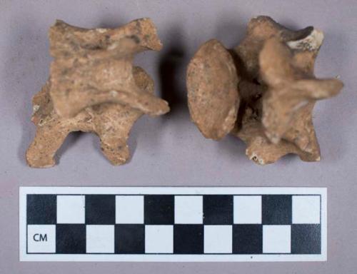 Faunal remains, vertebrae fragments