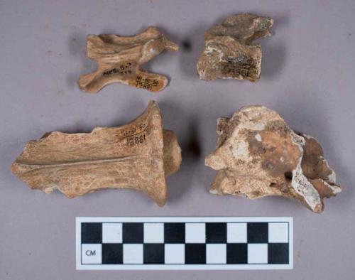 Faunal remains, vertebrae fragments