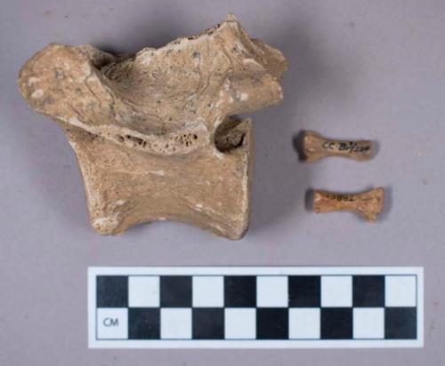 Faunal remains, vertebrae fragments