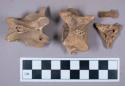 Faunal remains, vertebrae fragments