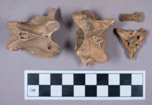 Faunal remains, vertebrae fragments