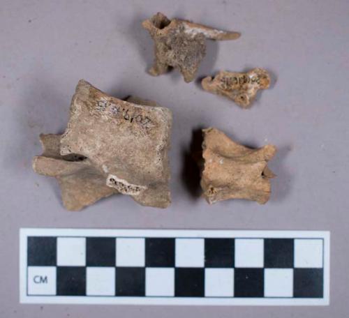 Faunal remains, vertebrae fragments