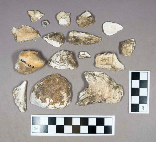 Organic, faunal remain, oyster shell fragments