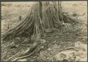 Ficus tree, showing roots which destroy masonry