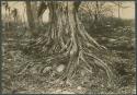 Ficus tree, showing roots which destroy masonry