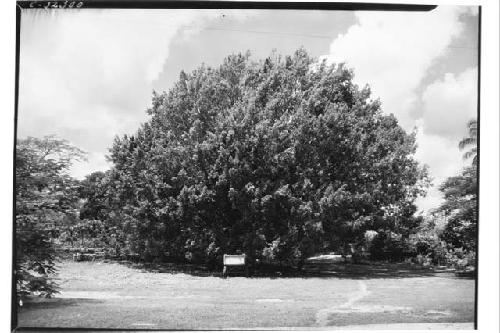 Hacienda; Laurel Tree