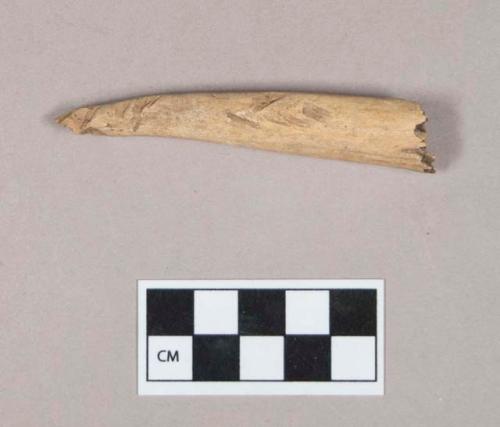 Organic, utilized antler tine fragment, with rodent gnawing