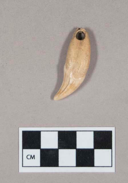 Organic, perforated animal tooth