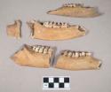 Animal bone, mandible fragments with teeth intact; some fragments crossmend