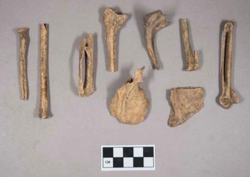 Organic, bird bone fragments; animal bone fragments; one partially burned