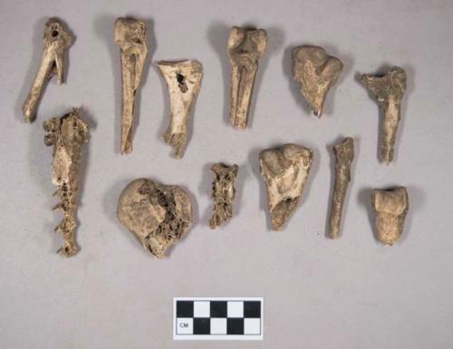 Organic, bird bones and bone fragments; animal bone fragments; some calcined