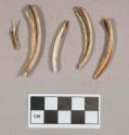 Organic, animal teeth fragments, likely beaver, possibly worked; two fragments crossmend