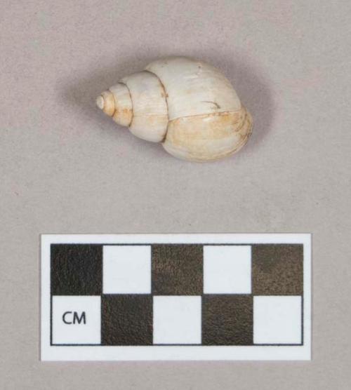 Organic, gastropod shell