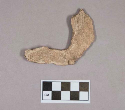 Organic, animal bone fragment, possible turtle bone, with possible rodent gnawing