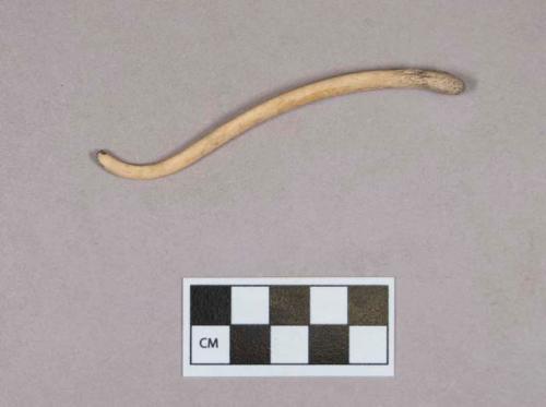 Organic, animal bone, baculum fragment