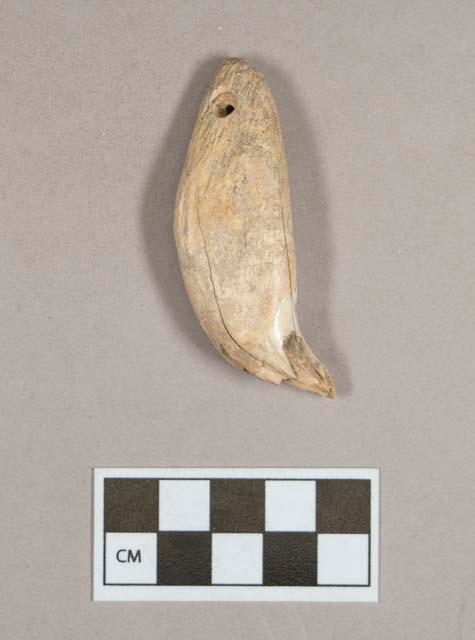 Organic, perforated animal tooth, likely bear