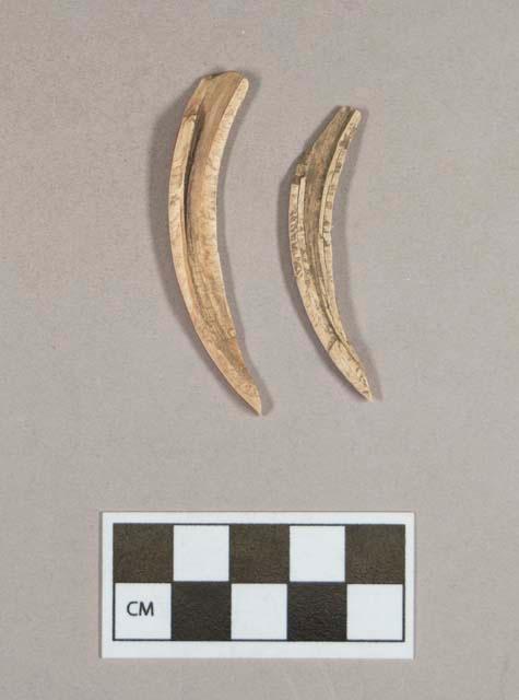 Organic, beaver teeth fragments, possibly worked