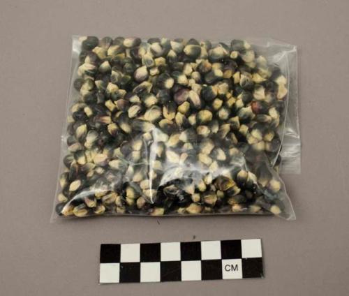 Hopi blue corn kernels