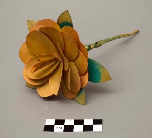 Woodsplint flower