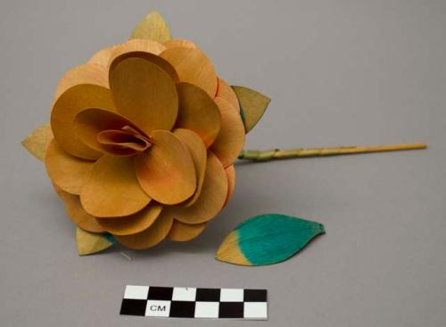 Woodsplint flower