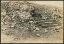 Caracol, excavation of stairway of lower platform