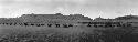 Panoramic view of camel train