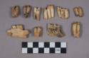 18 Dorcas gazelle teeth and jaw fragments