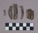 Faunal remains, teeth