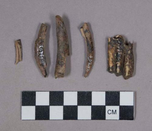 Faunal remains, teeth