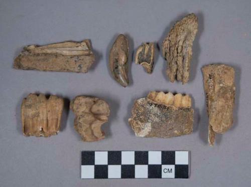 Teeth and bone fragments