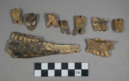 29 larger gazelle (g. rufifrous) teeth and jaw fragments