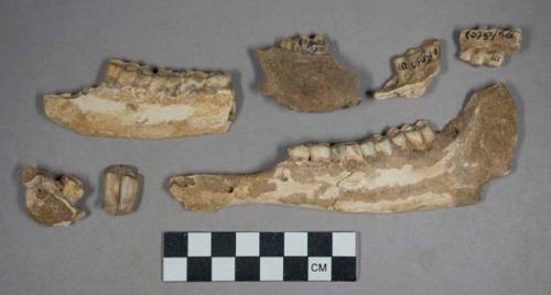 Faunal remains, teeth and mandible