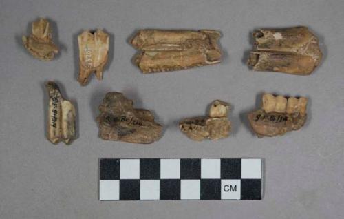 Faunal remains, teeth