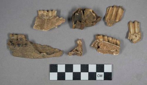 Faunal remains, teeth