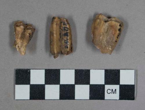 Faunal remains, teeth