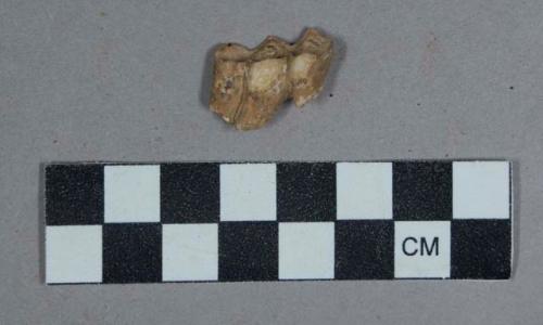 Faunal remains, tooth