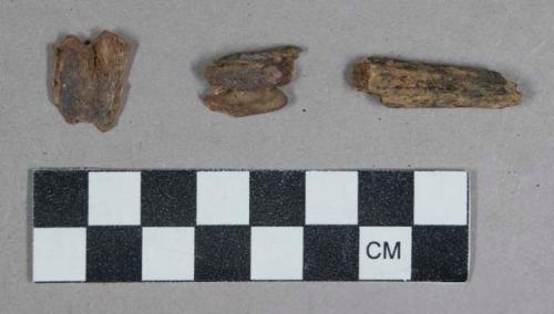 Faunal remains, teeth