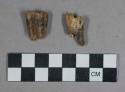 Faunal remains, teeth