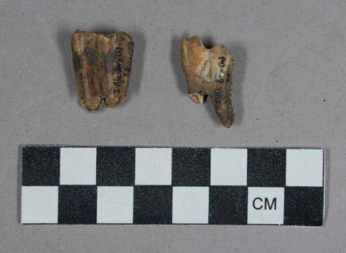 Faunal remains, teeth