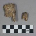 Faunal remains, teeth