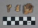 Faunal remains, teeth